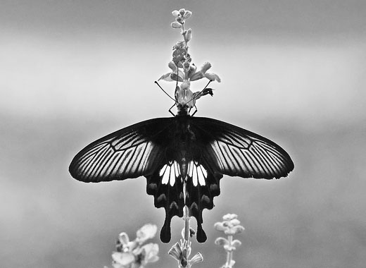 免费ddos在线攻击